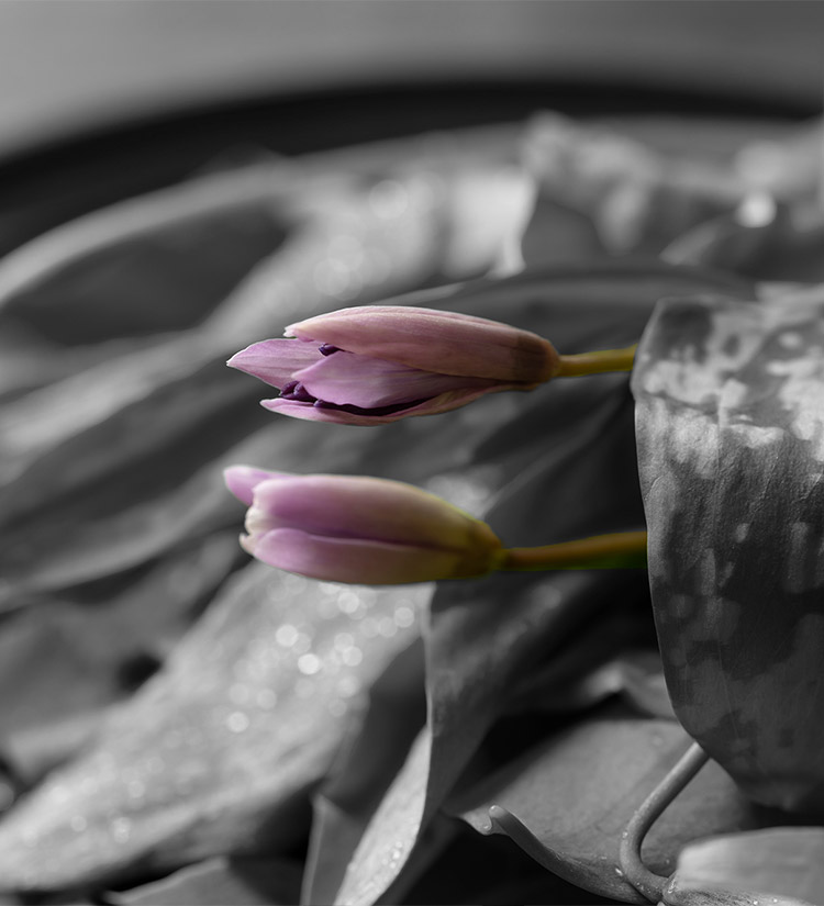 花